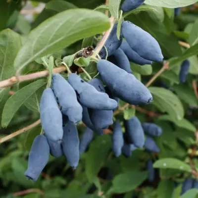 Жимолость съедобная ТОМИ японская — описание сорта Жимолость съедобная ТОМИ японская в Москве