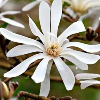 Магнолия СТЕЛЛАТА — описание сорта Магнолия СТЕЛЛАТА в Москве