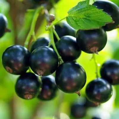 Смородина чёрная ВЕЛОЙ (ЛЕНИНГРАДСКАЯ СЛАДКАЯ) в Москве