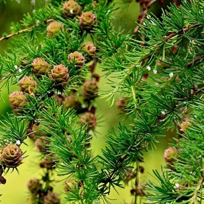 Лиственница  Лиственница в Москве