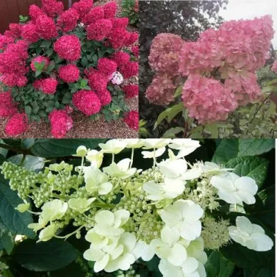 Комплект САД ЭМОЦИЙ — описание сорта Комплект САД ЭМОЦИЙ в Москве