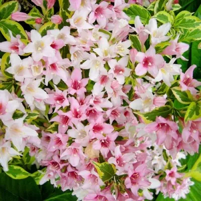 Вейгела САННИ ПРИНЦЕСС — описание сорта Вейгела САННИ ПРИНЦЕСС в Москве