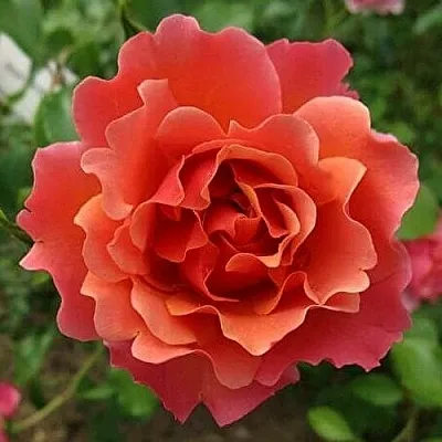 Саженцы роз ЖАН КОКТО флорибунда  Саженцы роз ЖАН КОКТО флорибунда в Москве