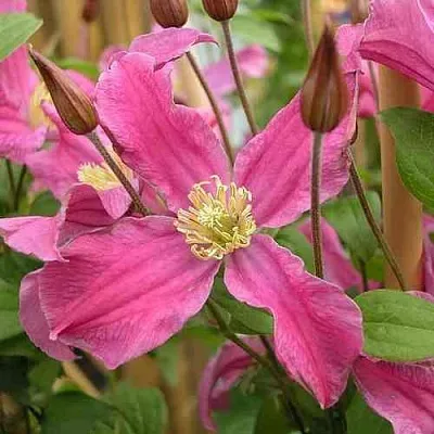 Клематис ИНСПИРЕЙШН ЗОЙН в Москве