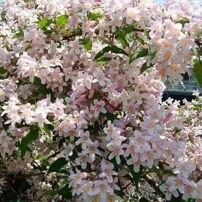 Кольквиция прелестная  Кольквиция прелестная в Москве