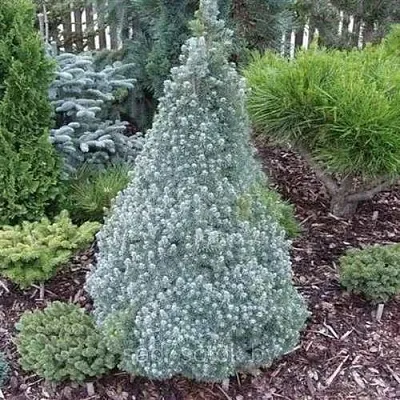 Ель САНДЕРС БЛЮ канадская  Ель САНДЕРС БЛЮ канадская в Москве