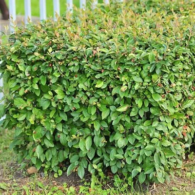 Кизильник блестящий  Кизильник блестящий в Москве