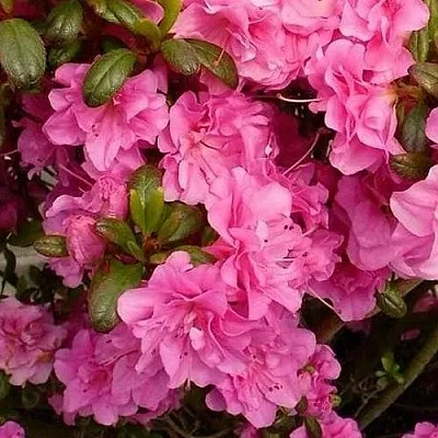 Азалия ПЕТТИКОУТ японская  Азалия ПЕТТИКОУТ японская в Москве