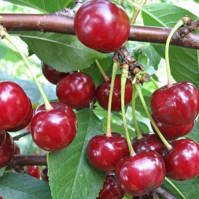 Вишня ТУРГЕНЕВКА  Вишня ТУРГЕНЕВКА в Москве