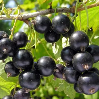 Смородина черная ГАМАЮН — описание сорта Смородина черная ГАМАЮН в Москве