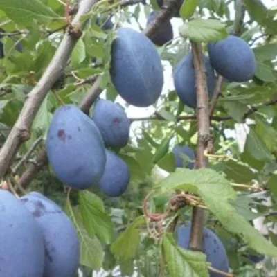 Слива ГИЛЬБЕРТ в Москве