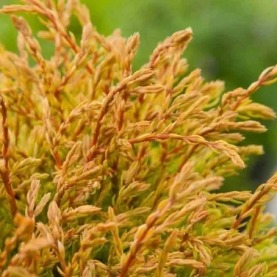 Туя ГОЛДЕН ТАФФЕТ западная — описание сорта Туя ГОЛДЕН ТАФФЕТ западная в Москве