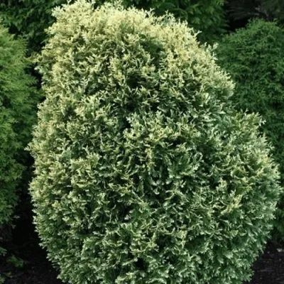 Туя ЛИТОМИШИЛ западная — описание сорта Туя ЛИТОМИШИЛ западная в Москве