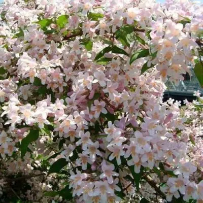 Кольквиция прелестная в Москве