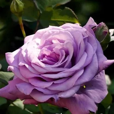 Саженцы роз ЛУГДУНУМ чайно-гибридная  Саженцы роз ЛУГДУНУМ чайно-гибридная в Москве