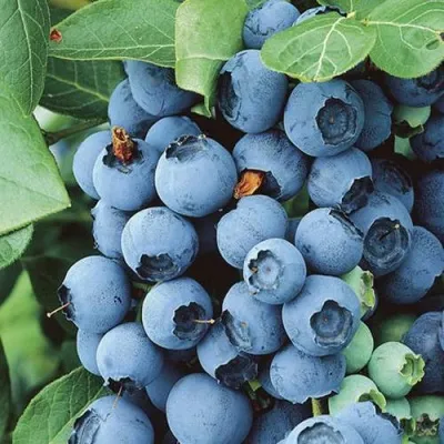 Голубика КОВИЛЛ — описание сорта Голубика КОВИЛЛ в Москве