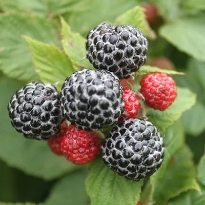 Черная  Черная в Москве