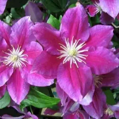 Клематис ХАНИЯ — описание сорта Клематис ХАНИЯ в Москве