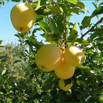 Яблоня ГОЛДЕН МИЛЛЕНИУМ  Яблоня ГОЛДЕН МИЛЛЕНИУМ в Москве