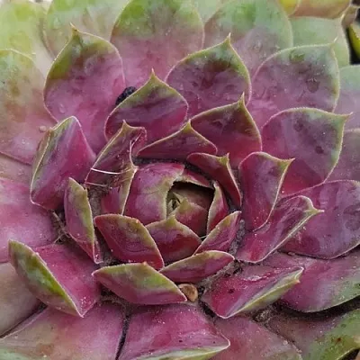 Молодило УФО в Москве