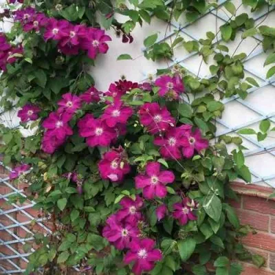 Клематис ЭРНЕСТ МАРКХАМ — описание сорта Клематис ЭРНЕСТ МАРКХАМ в Москве