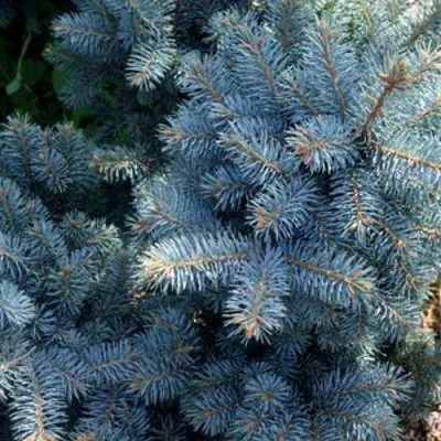 Ель МАДЖЕСТИК БЛЮ колючая — описание сорта Ель МАДЖЕСТИК БЛЮ колючая в Москве