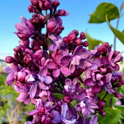 Сирень ВИОЛЕТТА — описание сорта Сирень ВИОЛЕТТА в Москве