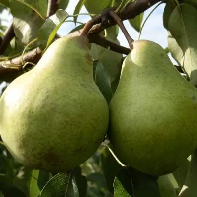 Груша ЗАВЕЯ в Москве