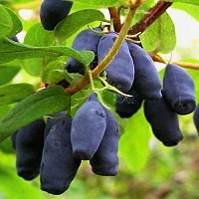 Жимолость съедобная МОСКОВСКАЯ  Жимолость съедобная МОСКОВСКАЯ в Москве