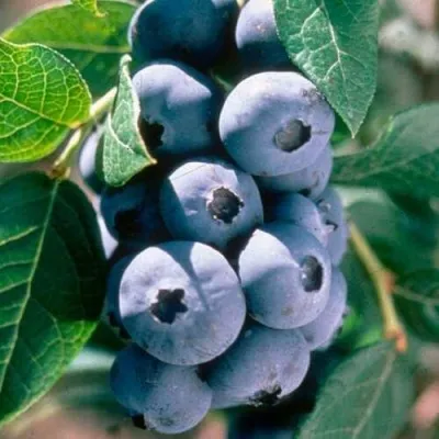 Голубика АВРОРА — описание сорта Голубика АВРОРА в Москве