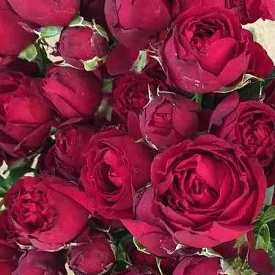 Саженцы роз РЕД БАБЛС спрей  Саженцы роз РЕД БАБЛС спрей в Москве