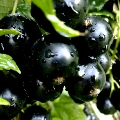 Смородина чёрная ВОЛШЕБНИЦА — описание сорта Смородина чёрная ВОЛШЕБНИЦА в Москве