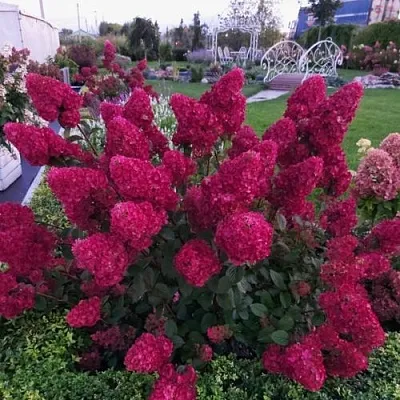 Гортензия САМАРСКАЯ ЛИДИЯ метельчатая  Гортензия САМАРСКАЯ ЛИДИЯ метельчатая в Москве