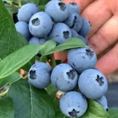 Голубика БОНИФАЦИЙ — описание сорта Голубика БОНИФАЦИЙ в Москве