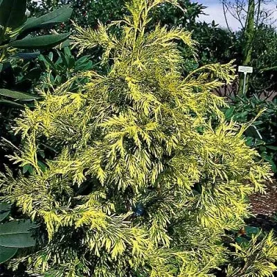 Туя ЗЕБРИНА ЭКСТРА ГОЛД складчатая — описание сорта Туя ЗЕБРИНА ЭКСТРА ГОЛД складчатая в Москве