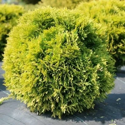 Туя ДАВИД западная — описание сорта Туя ДАВИД западная в Москве