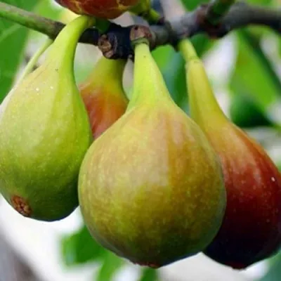 Инжир ДАЛМАТСКИЙ — описание сорта Инжир ДАЛМАТСКИЙ в Москве