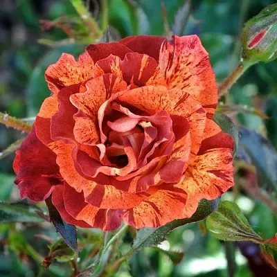 Саженцы роз САММЕР ЛОДЖ шраб  Саженцы роз САММЕР ЛОДЖ шраб в Москве