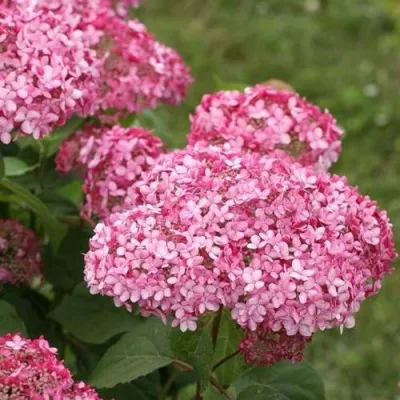 Гортензия ИНВИЗИБЛ СПИРИТ — описание сорта Гортензия ИНВИЗИБЛ СПИРИТ в Москве