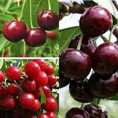 Комплект ВИШНЕВЫЙ САД  Комплект ВИШНЕВЫЙ САД в Москве