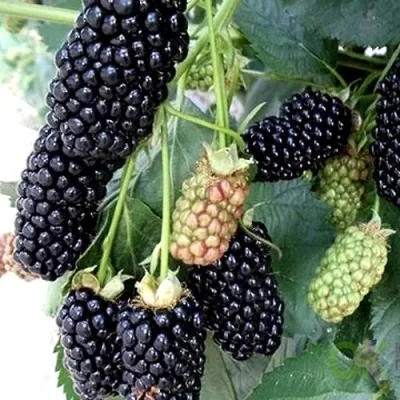 Ежевика ПРАЙМ АРК 45 ремонтантная в Москве