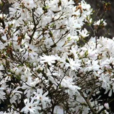 Магнолия СТЕЛЛАТА — описание сорта Магнолия СТЕЛЛАТА в Москве