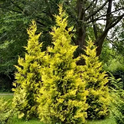 Туя ГОЛДЕН БРАБАНТ западная  Туя ГОЛДЕН БРАБАНТ западная в Москве