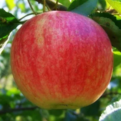 Яблоня ШТРИФЕЛЬ — описание сорта Яблоня ШТРИФЕЛЬ в Москве