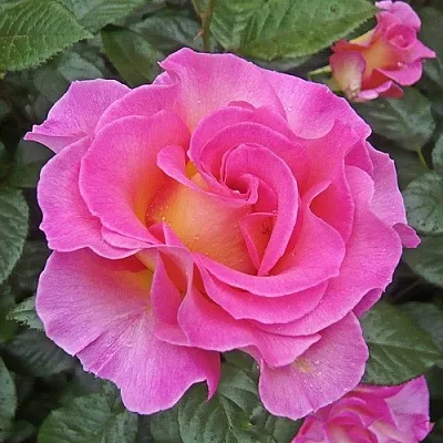 Саженцы роз ПИНК ПАРАДАЙЗ чайно-гибридная  Саженцы роз ПИНК ПАРАДАЙЗ чайно-гибридная в Москве