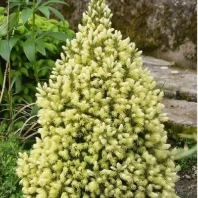 Ель МАЙГОЛД колючая — описание сорта Ель МАЙГОЛД колючая в Москве