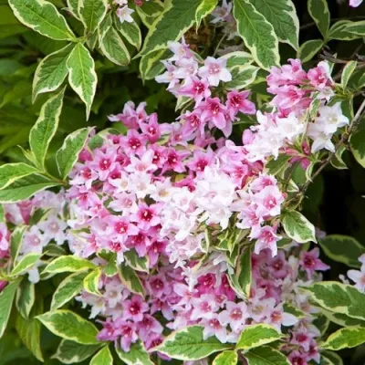 Вейгела САННИ ПРИНЦЕСС — описание сорта Вейгела САННИ ПРИНЦЕСС в Москве