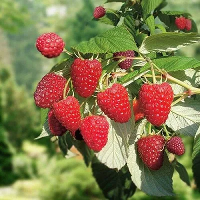 Малина РУБИФОЛ  Малина РУБИФОЛ в Москве