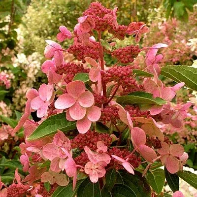 Гортензия ДАРУМА метельчатая  Гортензия ДАРУМА метельчатая в Москве