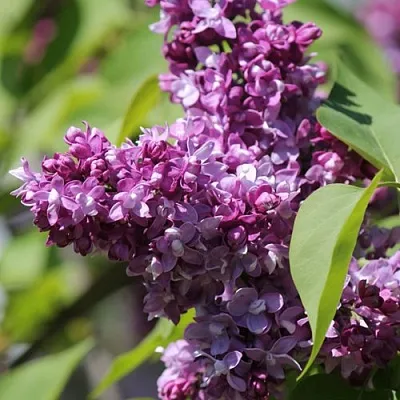 Сирень ИЗОБИЛИЕ  Сирень ИЗОБИЛИЕ в Москве